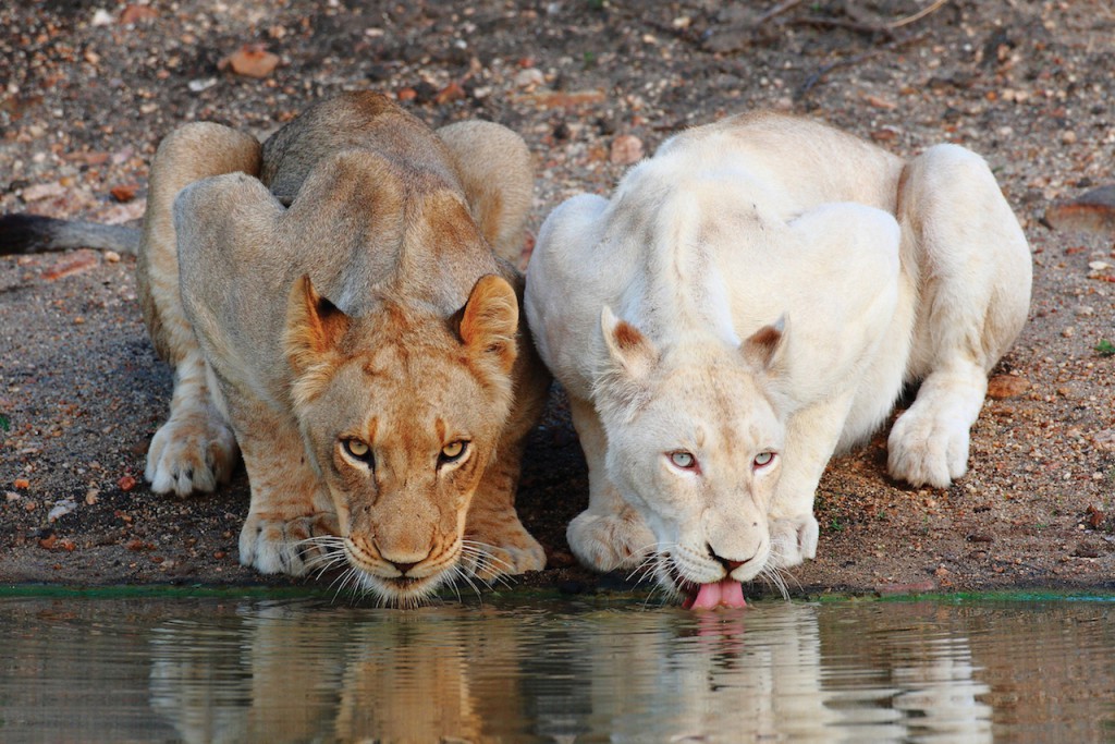 Wild Wonderful World White Lions of the Timbavati White lions in